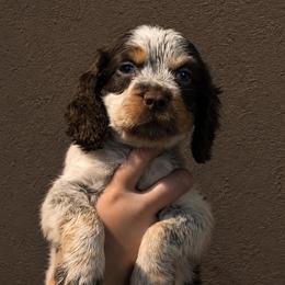 Cinderella - Liver white and tan female English Springer Spaniel puppy in Fort White, Florida from Thunderbird Springers