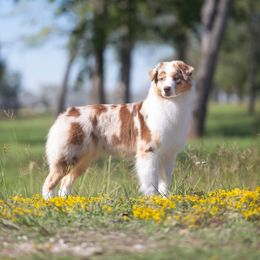 Scarlett - Australian Shepherd