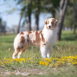 Scarlett - Australian Shepherd