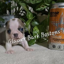 Rockstar - Blue male Boston Terrier puppy in Columbia Falls, Montana from Glacier Bark Boston Terriers