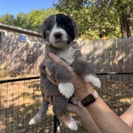 Amethyst - Blue merle female Aussiedoodle puppy in Grand Haven, Michigan from Happy Hippy Doodles