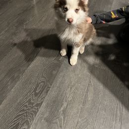 Boy 2 - Pomsky puppy in Milan, Michigan from ASC Pomsky