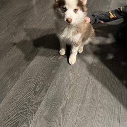 Boy 2 - Pomsky puppy in Milan, Michigan from ASC Pomsky