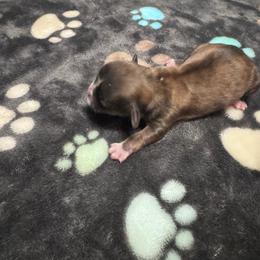 Wednesday - Red and tan female Shih Tzu puppy in Tampa, Florida from Shih Tzus of Kingshyre