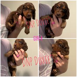 Girl 4 - Chocolate and tan female Dachshund puppy in Rushsylvania, Ohio from DNP Doxies