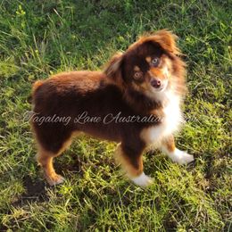 Andi - Toy Australian Shepherd