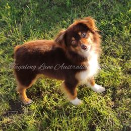 Andi - Toy Australian Shepherd