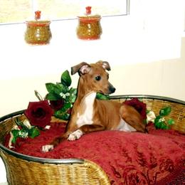 Luciana - Italian Greyhound