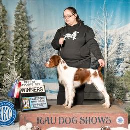Brittany and Dachshund All Grown Up from Township Line Dachshunds & Brittanys