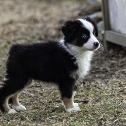 Copenhagen blue eyes - Black tri male Miniature American Shepherd puppy in Franklinville, North Carolina from Fine Hill Miniature Americans