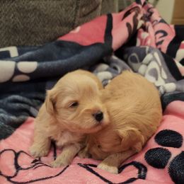 Ivy - Wheaten female Miniature Schnauzer puppy in Brigham, Utah from Onesmallschnauzer