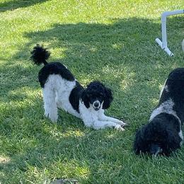 Poodles from Canyon Spring Ranch Poodles