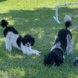 Poodles from Canyon Spring Ranch Poodles