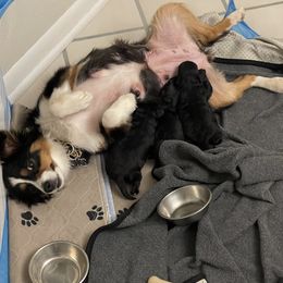 Toy Australian Shepherd puppies from Fur The Love Of Doodle