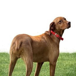 Champ - Vizsla
