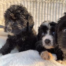 Bernedoodle Puppies from Pleasant Creek Minibernedoodles