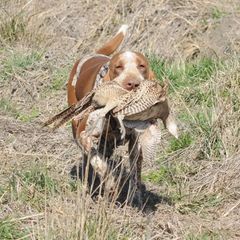Bracco Italianos from Riverbend Braccos