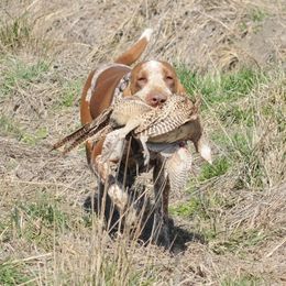 Bracco Italianos from Riverbend Braccos
