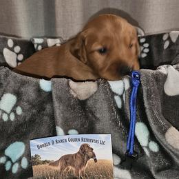 Royal Blue - Dark golden male Golden Retriever puppy in Bellevue, Michigan from Double D Ranch Golden Retrievers LLC
