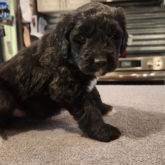 Black female - Black female Saint Berdoodle puppy in Saint Joseph, Missouri from Home Raised St. Berdoodles