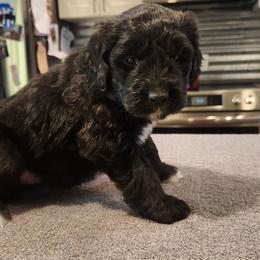 Black female - Black female Saint Berdoodle puppy in Saint Joseph, Missouri from Home Raised St. Berdoodles