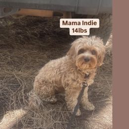 Indie - Cavapoo