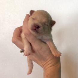 Boy 3 - Cream parti male Pomeranian puppy in Stroud, Oklahoma from Laik’s Little Shihtz & Poms