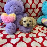 Eleanore - Tan and white Cavachon puppy in Hudson, Massachusetts from Lindsey's Waggingtails Cavachons