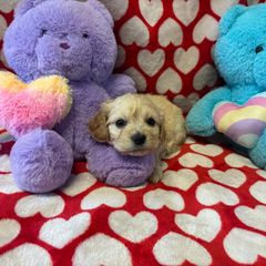 Eleanore - Tan and white Cavachon puppy in Hudson, Massachusetts from Lindsey's Waggingtails Cavachons
