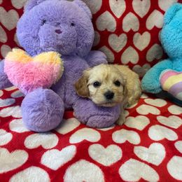 Eleanore - Tan and white Cavachon puppy in Hudson, Massachusetts from Lindsey's Waggingtails Cavachons