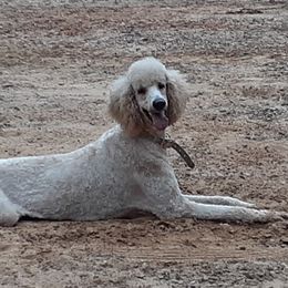 Harper - Poodle