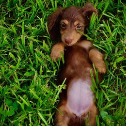 Dachshund Puppies from EntityDachs