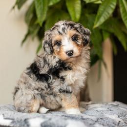 Vanilla - Blue merle female Aussiedoodle puppy in Tonopah, Arizona from Kae's Kennels