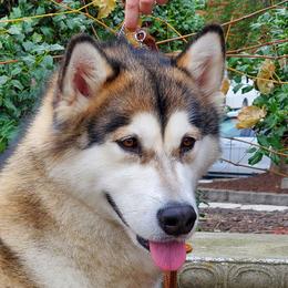 Mia - Alaskan Malamute