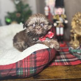 Bruno - Chocolate male Shih Tzu puppy in Phoenix, Arizona from Spoiled Shih Tzu