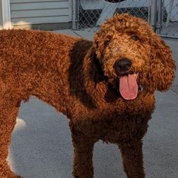 Westley - Poodle