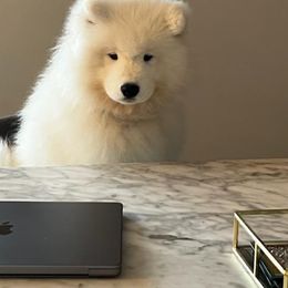 Samoyed Puppies from Mountain Laurel Samoyeds