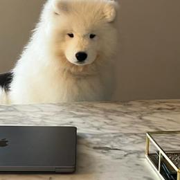 Samoyed Puppies from Mountain Laurel Samoyeds