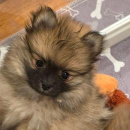 Audrey Dreams - Orange sable female Pomeranian puppy in El Centro, California from BabyBooPoms