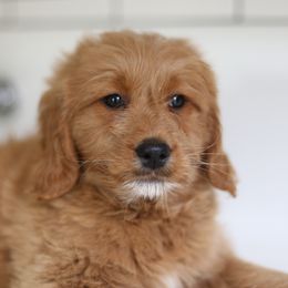 Goldendoodles from Derek & Alexia Martin puppies