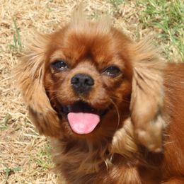 Jo-Jo - Cavalier King Charles Spaniel