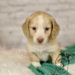 Cream pie - Piebald male Dachshund puppy in Seminary, Mississippi from Down South Mavericks Dachshunds