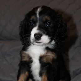 Rex - Red - Tri-color male Bernedoodle puppy in Carlisle, Iowa from Farnsworth Bernedoodles and King Munchkin Bernedoodles