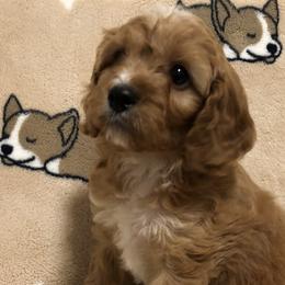 Cavapoos from Cookies & Cream Sundae