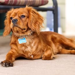 Cavalier King Charles Spaniel All Grown Up from Phoenix Cavaliers - Cavalier King Charles Spaniels