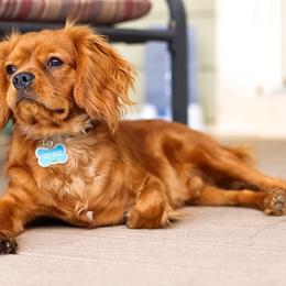 Cavalier King Charles Spaniel All Grown Up from Phoenix Cavaliers - Cavalier King Charles Spaniels