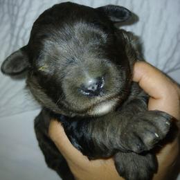 Girl 2 - Merle female Goldendoodle puppy in Holly, Colorado from Vida’s Loving Doodles