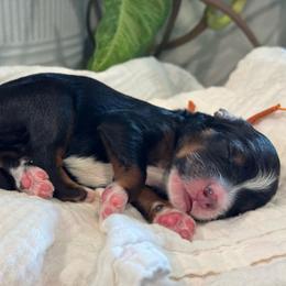 Orange - Tri-color male Bernedoodle puppy in Hesperia, Michigan from Red Acres Poodles & Doodles