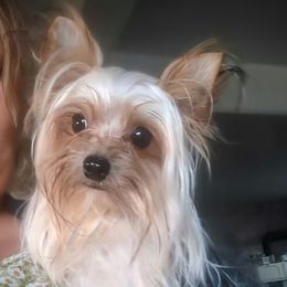 Scamper - Yorkshire Terrier