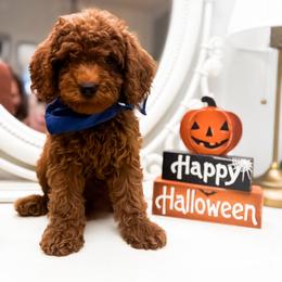 Dallas - Red  male Goldendoodle puppy in Alamance County, North Carolina from Doodle Squad Puppies